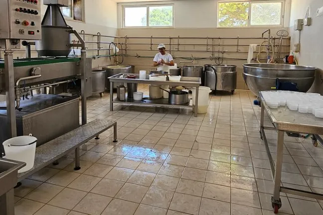 Mozzarella Farm Experience