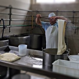 Mozzarella Farm Experience