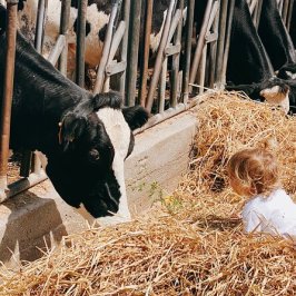 Mozzarella Farm Experience