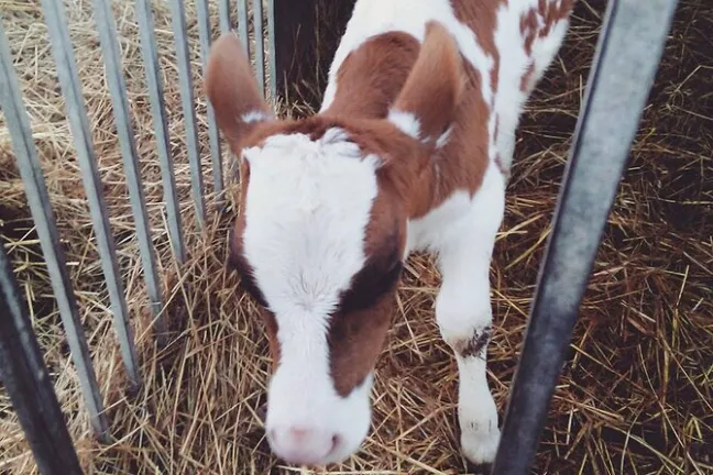 Mozzarella Farm Experience