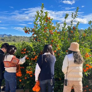 Valencia orange farm tour