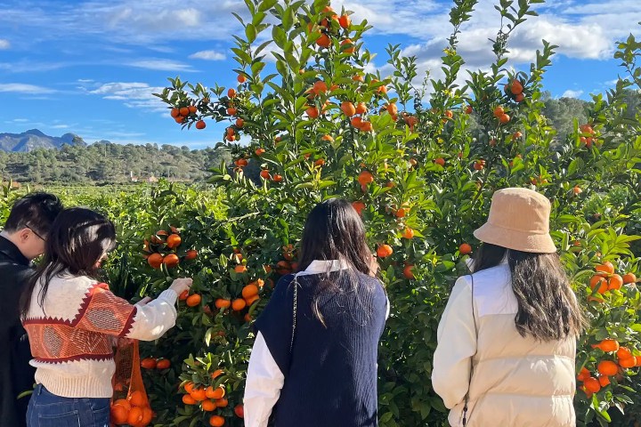 Valencia orange farm tour