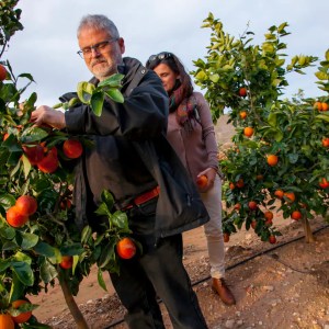 Valencia orange farm tour