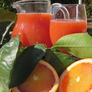 Valencia orange farm tour