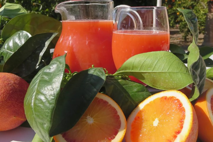 Valencia orange farm tour