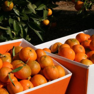 Valencia orange farm tour