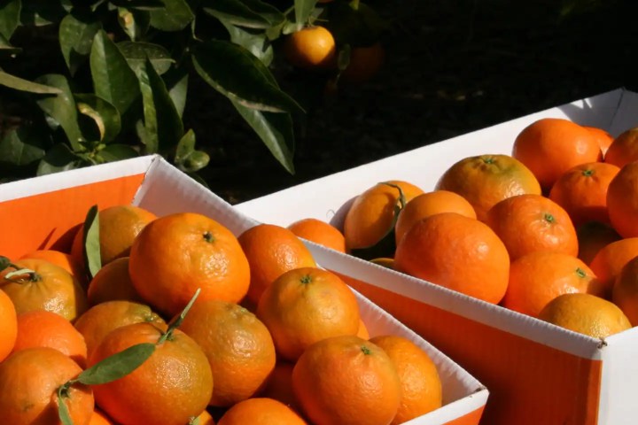 Valencia orange farm tour