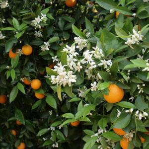 Valencia orange farm tour