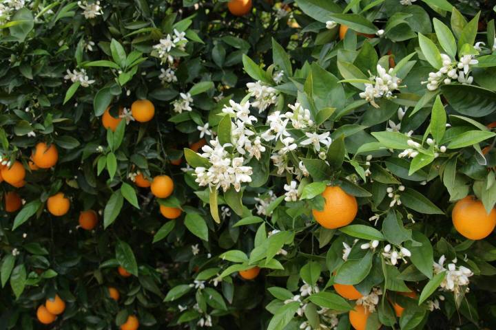 Valencia orange farm tour