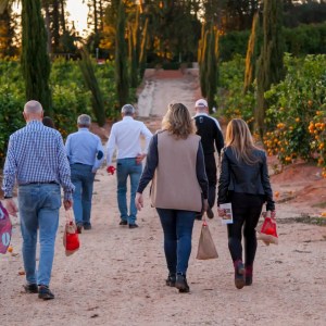 Valencia orange farm tour