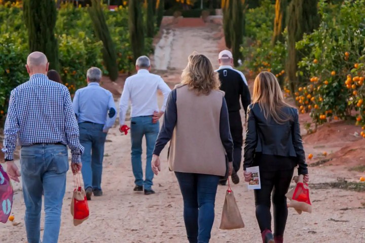 Valencia orange farm tour