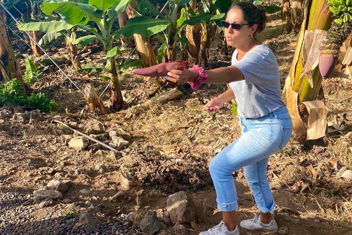 Banana farm tour tenerife