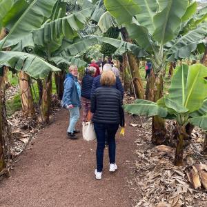 Banana farm tour tenerife