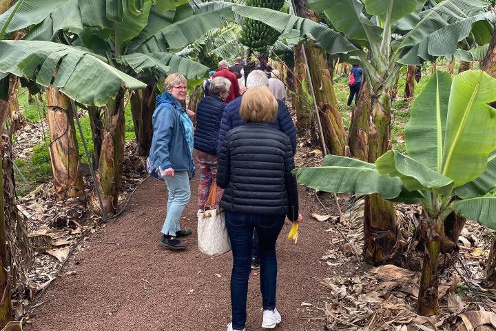 Banana farm tour tenerife