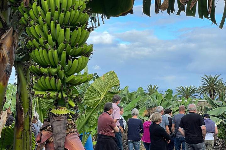 Banana farm tour tenerife