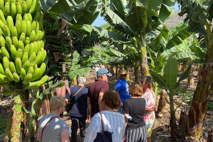 Banana farm tour tenerife