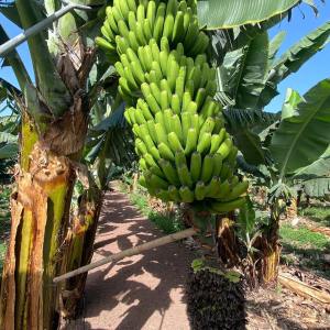 Banana farm tour tenerife