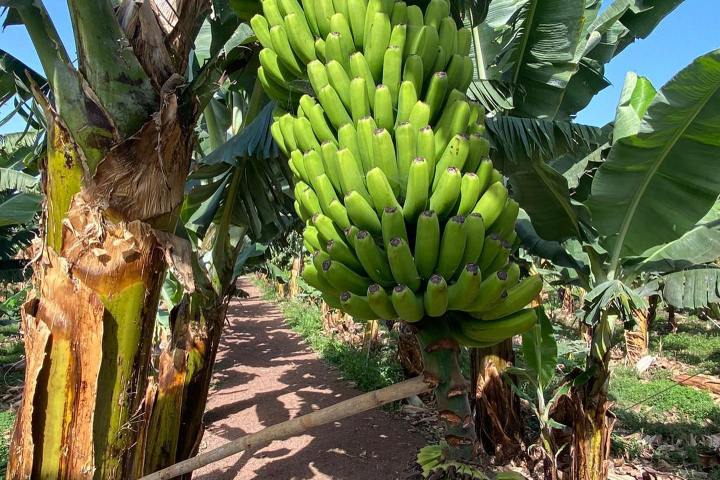 Banana farm tour tenerife