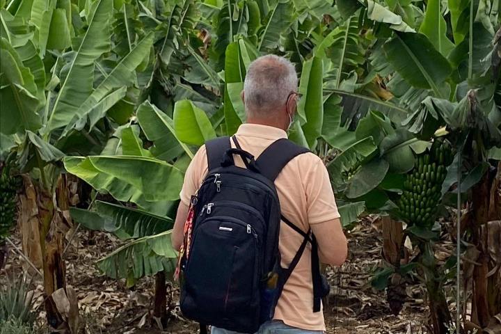 Banana farm tour tenerife