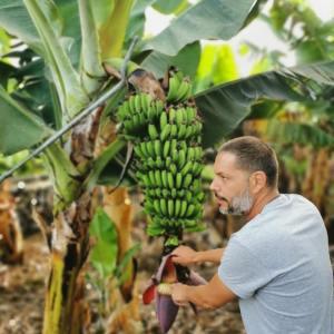 Banana farm tour tenerife