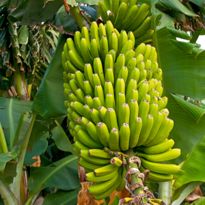Banana farm tour tenerife