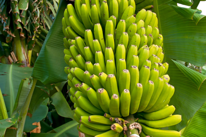 Banana farm tour tenerife