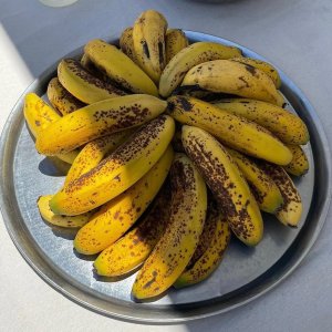 Banana farm tour tenerife