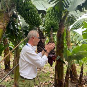 Banana farm tour tenerife