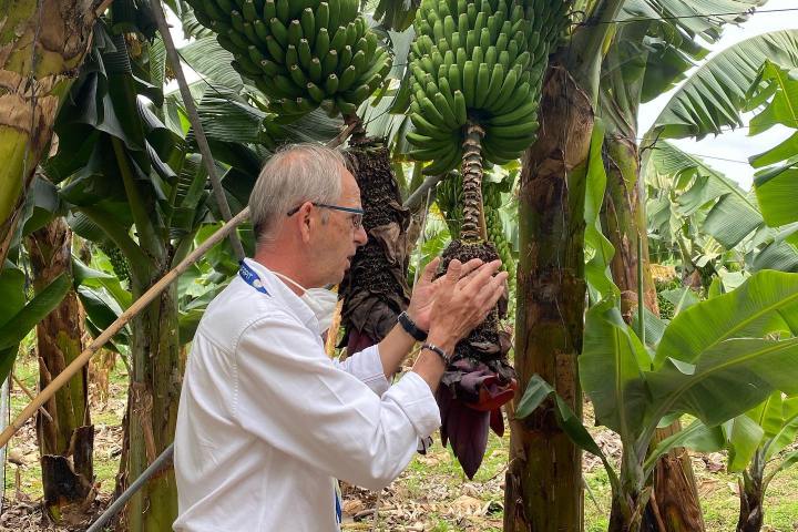 Banana farm tour tenerife