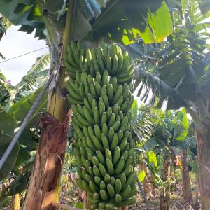 Banana farm tour tenerife