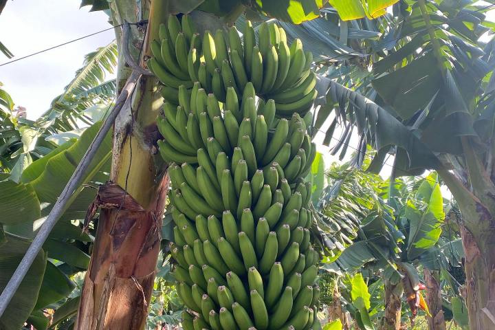 Banana farm tour tenerife