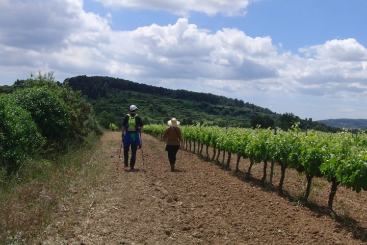 Barcelona Wine Tasting Tour