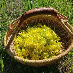 mallorca herbalism experience