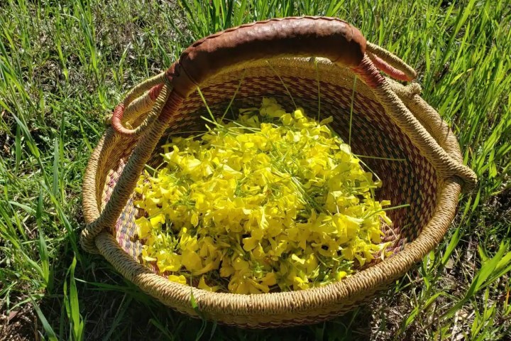 mallorca herbalism experience