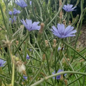 mallorca herbalism experience