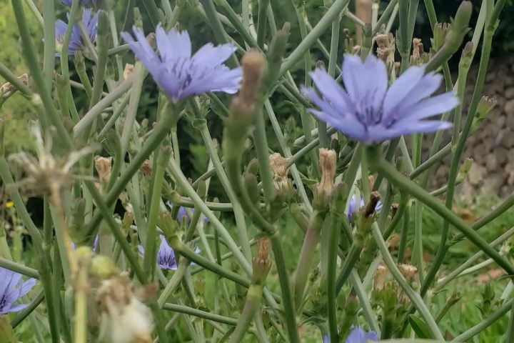 mallorca herbalism experience