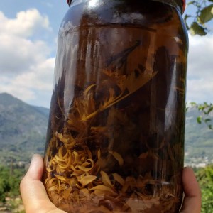 mallorca herbalism experience