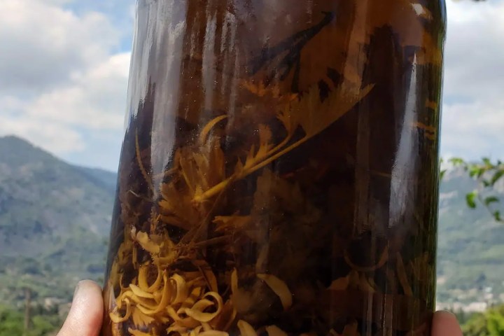 mallorca herbalism experience