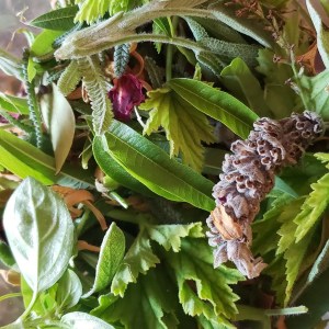mallorca herbalism experience