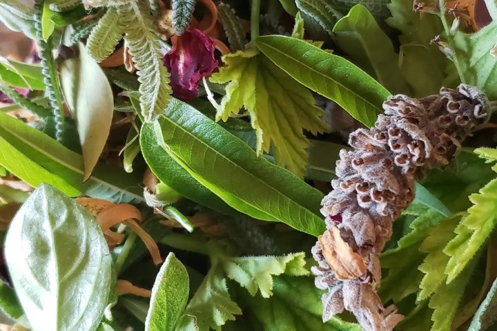 mallorca herbalism experience