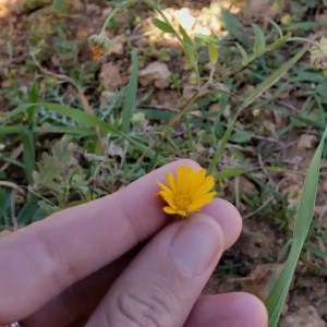 mallorca herbalism experience