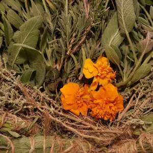 mallorca herbalism experience
