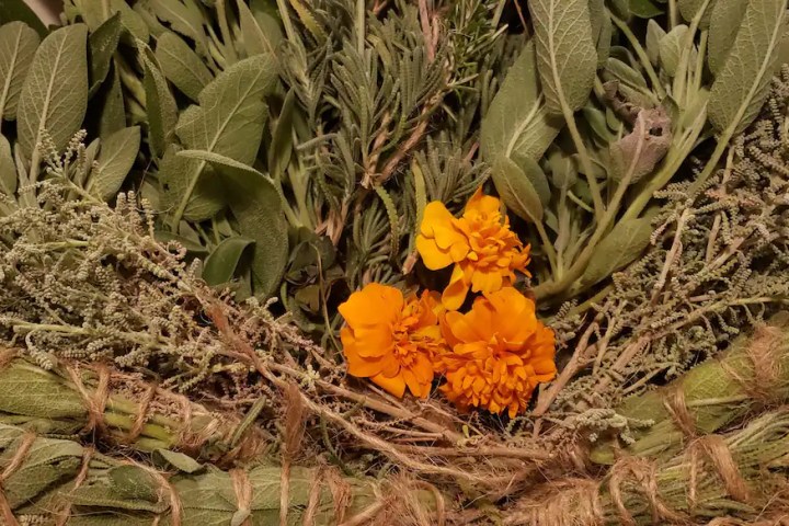 mallorca herbalism experience