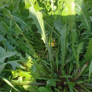 mallorca herbalism experience