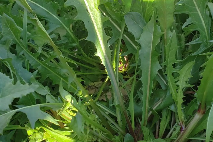 mallorca herbalism experience