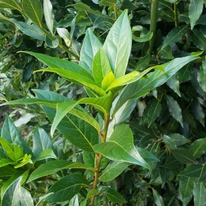 mallorca herbalism experience