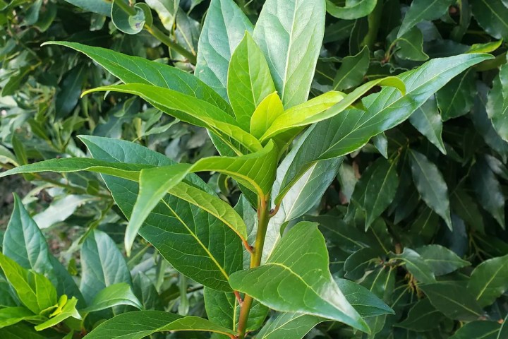 mallorca herbalism experience