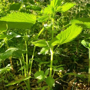 mallorca herbalism experience