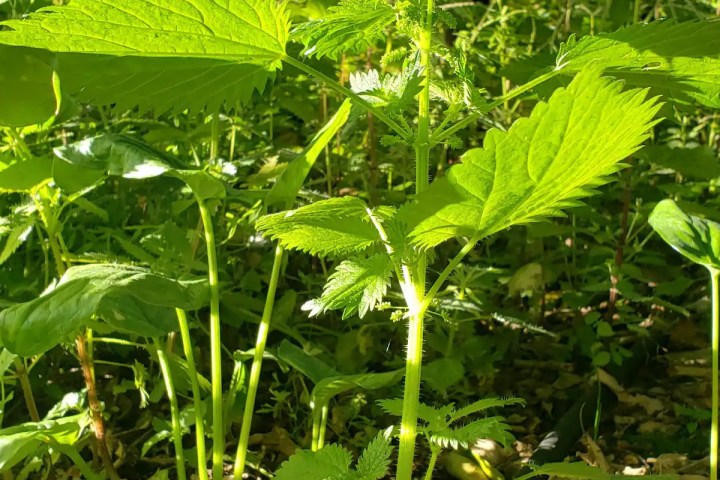 mallorca herbalism experience