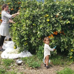 mallorca herbalism experience